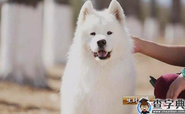 【生财有道】养萨摩犬，每年销售额200万元