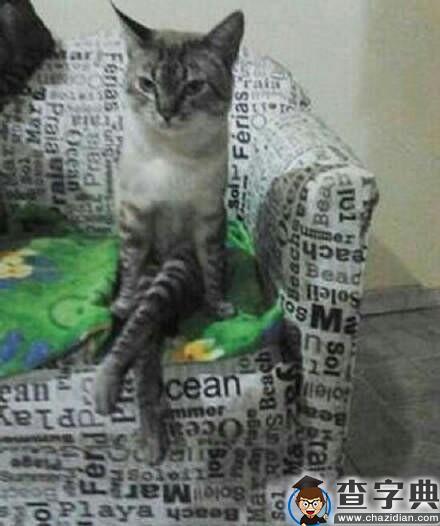 坐姿奇怪的猫