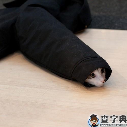2013年雷人爆笑段子
