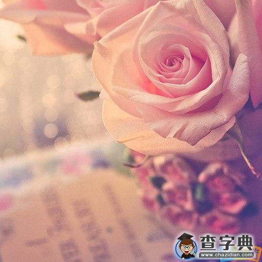 七夕浪漫表白情话：爱情镶上了玫瑰花边1
