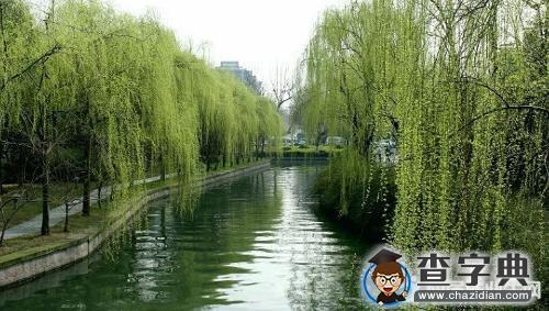 关于柳树的优美句子大全1