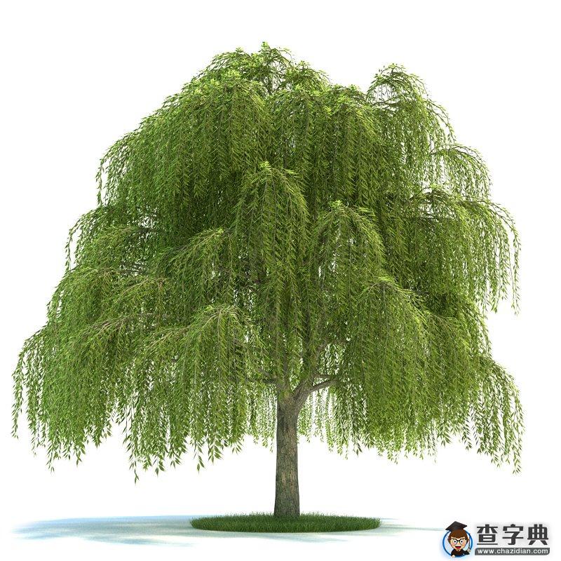 关于柳树的优美句子大全3