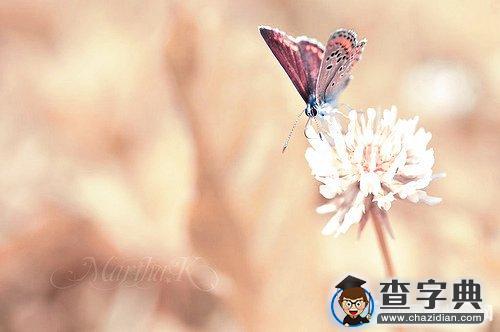 情人节出租搞笑语录2